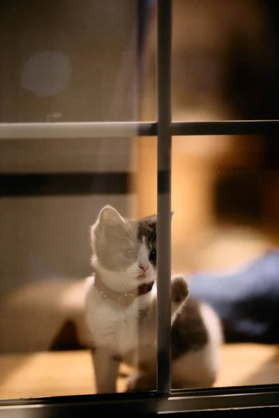 Χαριτωμένο Γατάκι Κοντά Στο Παράθυρο — Φωτογραφία Αρχείου