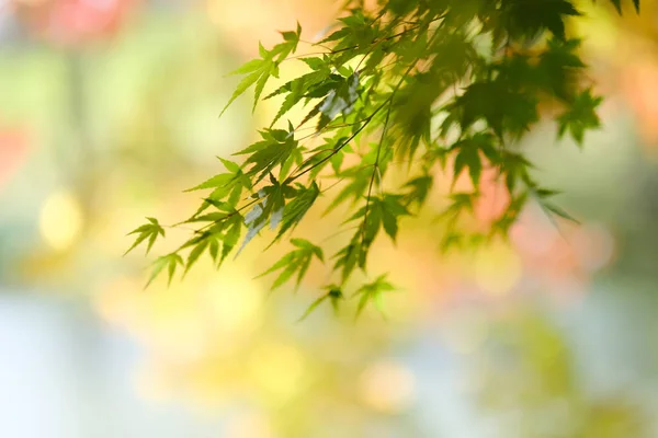 Zielone Jesienne Liście Hokkaido — Zdjęcie stockowe
