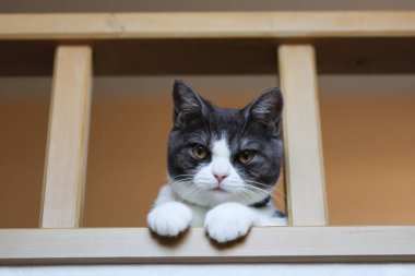 Çatı katından gizlice bakan bir kedi.