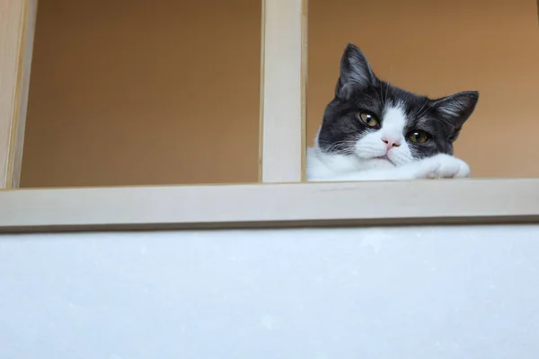 Katt Kikar Från Loftet — Stockfoto