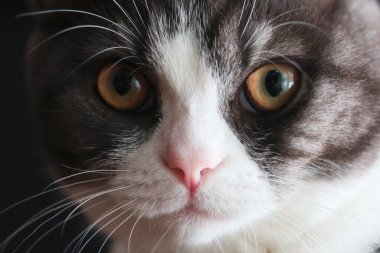 Cat çehresini yakın çekim