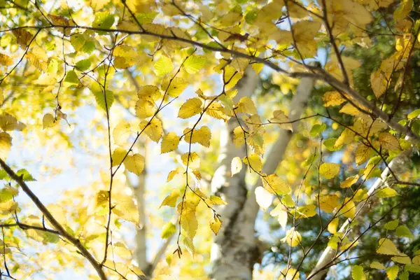 Brzoza Biała Jesienią Hokkadio — Zdjęcie stockowe