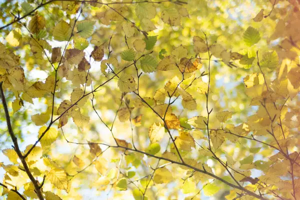 Hokkadio Sonbaharında Beyaz Huş Ağacı — Stok fotoğraf