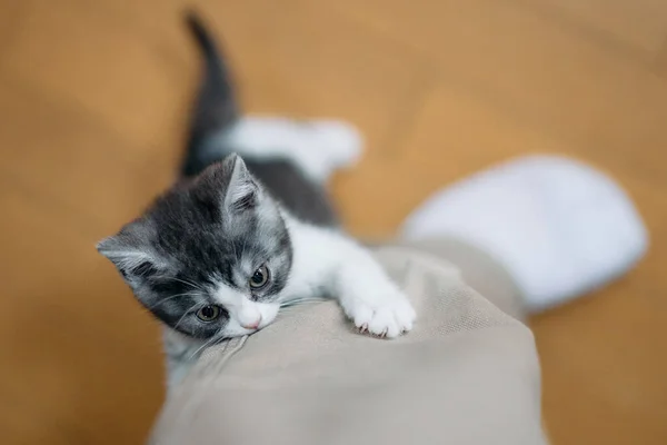 かわいい子猫が脚を登る — ストック写真