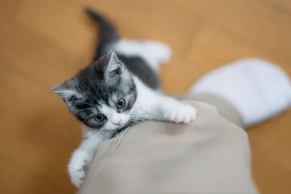 Cute Kitten Climbing Leg — Stock Photo, Image