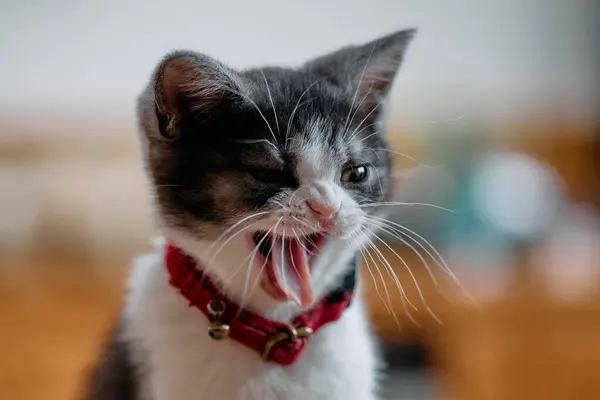 Katze Gähnt Gesicht Haus — Stockfoto