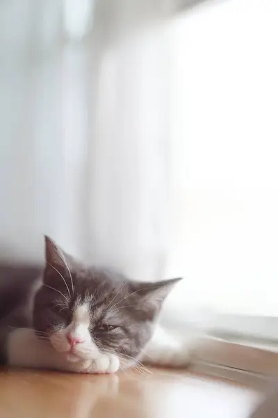 Κοιμισμένη Γάτα Κοντά Στο Παράθυρο — Φωτογραφία Αρχείου