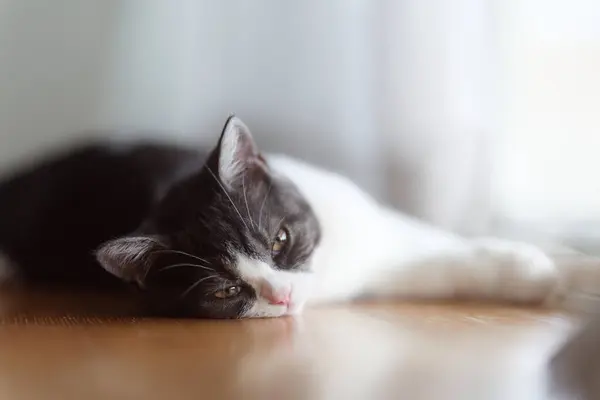 Κοιμισμένη Γάτα Κοντά Στο Παράθυρο — Φωτογραφία Αρχείου