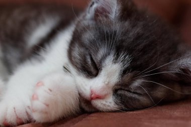 Tatlı çocuk evde uyuyor.