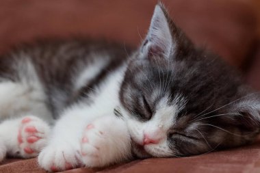 Tatlı çocuk evde uyuyor.