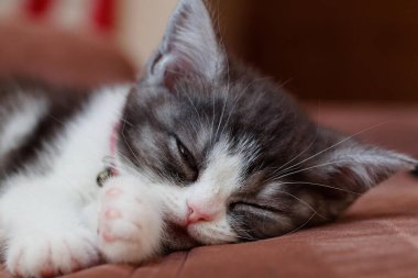 Tatlı çocuk evde uyuyor.