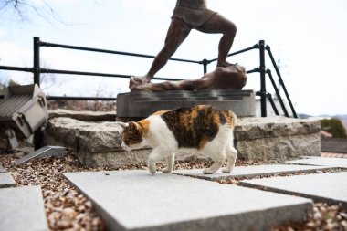 stray cat in onomichi hiroshima