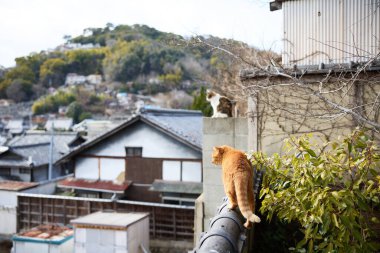 stray cat in onomichi hiroshima