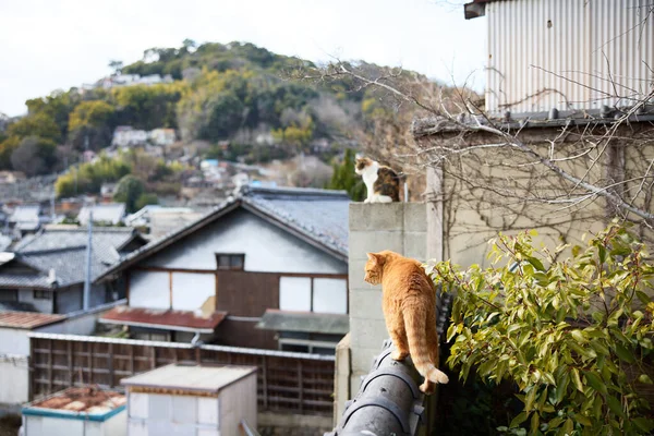 Toulavá Kočka Onomiči Hirošima — Stock fotografie