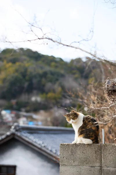 野道広島の野良猫 — ストック写真