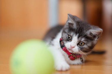 bir top oynayan kedi