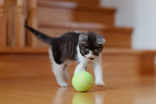 stock image Kitten playing with a ball