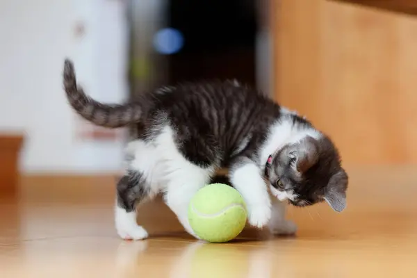 Kotek Grający Piłką — Zdjęcie stockowe