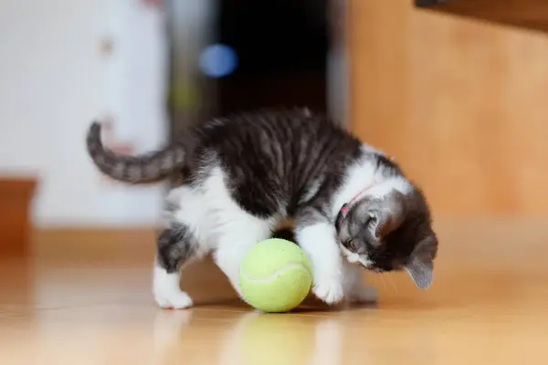 stock image Kitten playing with a ball