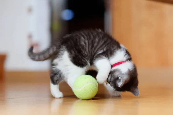 stock image Kitten playing with a ball