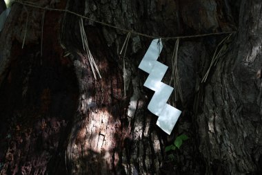 Dev ağaç gövdesi ve kutsal kağıt.