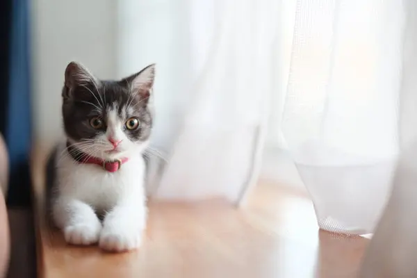 가까이에 귀여운 고양이 — 스톡 사진