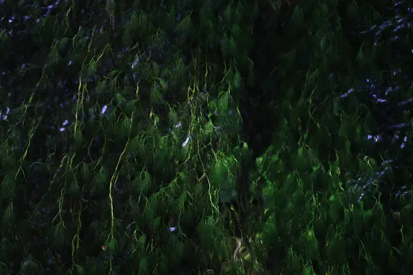 Зелені Водні Рослини Річці — стокове фото