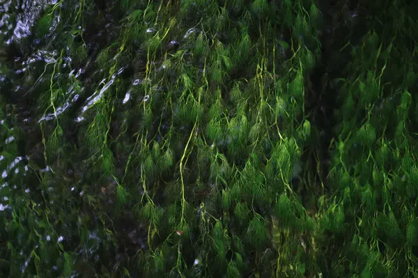 Зеленые Водные Растения Реке — стоковое фото