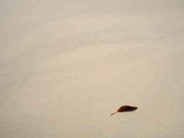 Iriomote Adası 'ndaki Tsukigahama Sahili