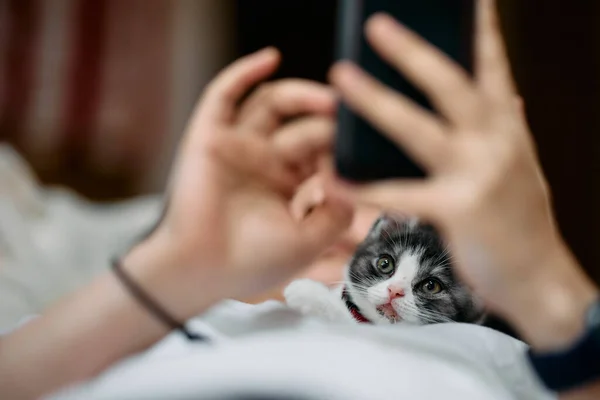 Proprietario Gatto Che Utilizzano Telefono Cellulare — Foto Stock
