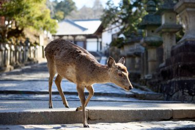 Nara Park 'taki geyik Japonya' da