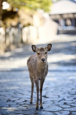 Nara Park 'taki geyik Japonya' da