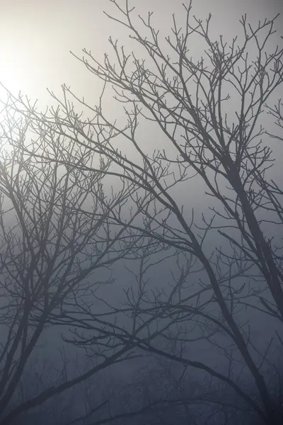 Brouillard Fluvial Arbres Hiver — Photo
