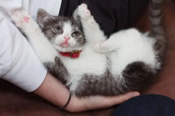 Kedi Yavrusu Sahibinin Pençelerini Tutuyor — Stok fotoğraf