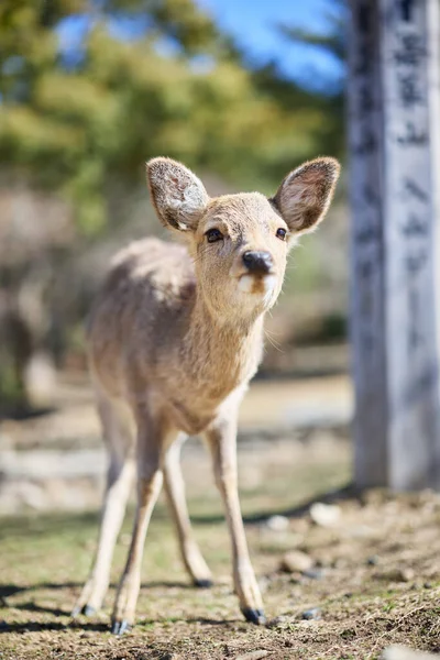 Cerf Dans Nara Park Japon — Photo