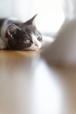 Pencerenin yanında uyuyan kedi