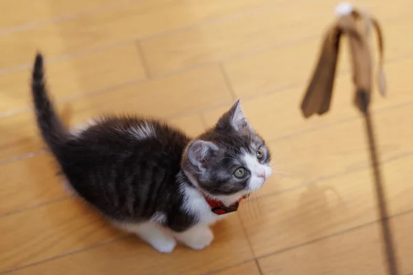 Kitten Spelen Met Een Kattenspeeltje — Stockfoto