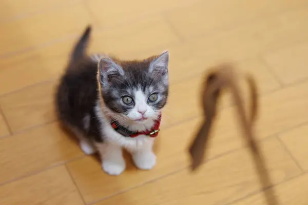 Котенок Играет Кошачьей Игрушкой — стоковое фото