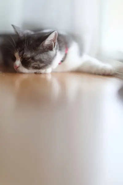 Slumbering Cat Window — Stock Photo, Image