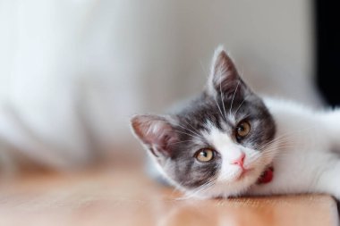 Pencerenin yanındaki sevimli kedi yavrusu.
