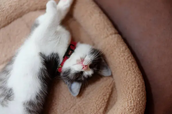 Lindo Kiitten Durmiendo Casa —  Fotos de Stock