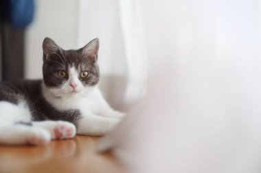 Pencerenin yanındaki sevimli kedi yavrusu.