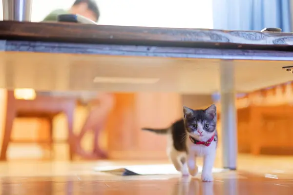 walking cat under the table