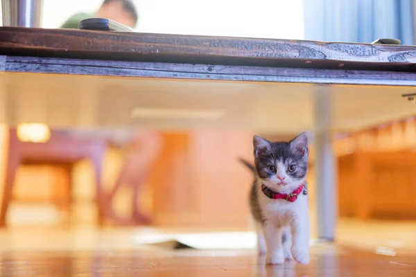 walking cat under the table