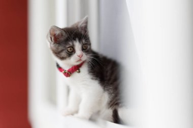 Pencereden dışarı bakan kedi yavrusu