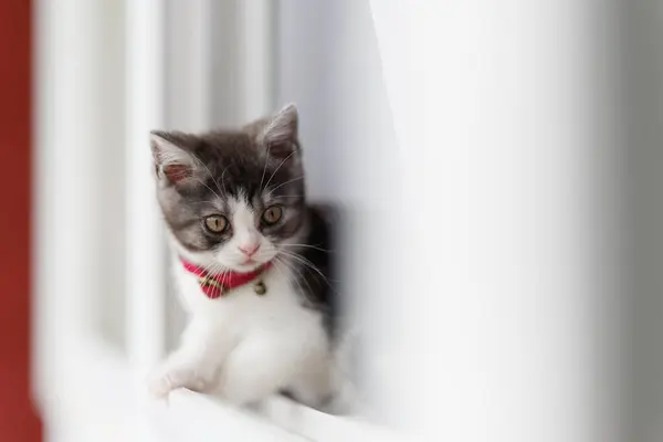 Kitten Peeking Out Window — Stock Photo, Image