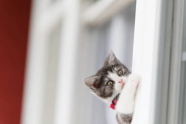 창문에서 엿보는 고양이 — 스톡 사진