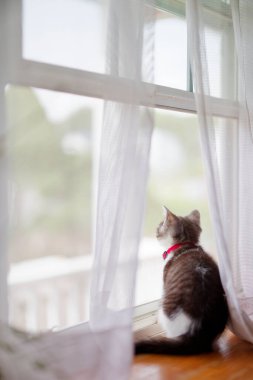 Pencerenin yanındaki sevimli kedi yavrusu.