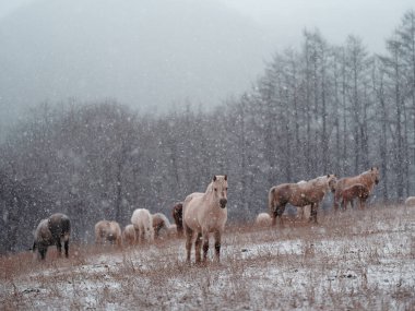 Dosanko atı kış otlağında