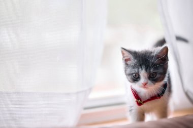 Pencerenin yanındaki sevimli kedi yavrusu.